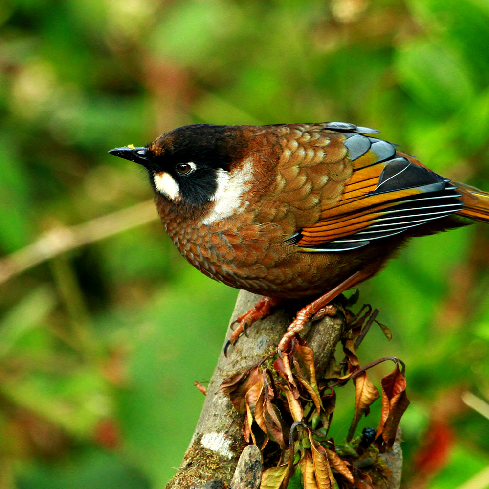 Island Jungle Resort