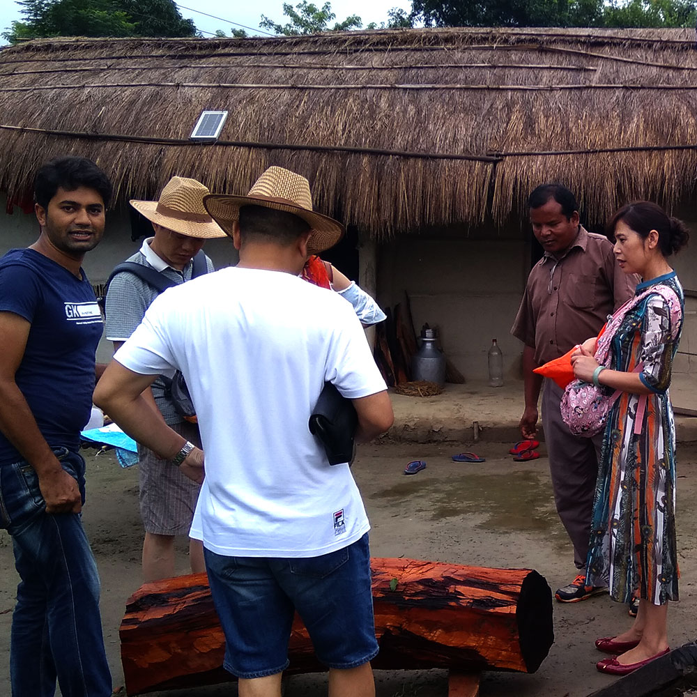 Island Jungle Resort