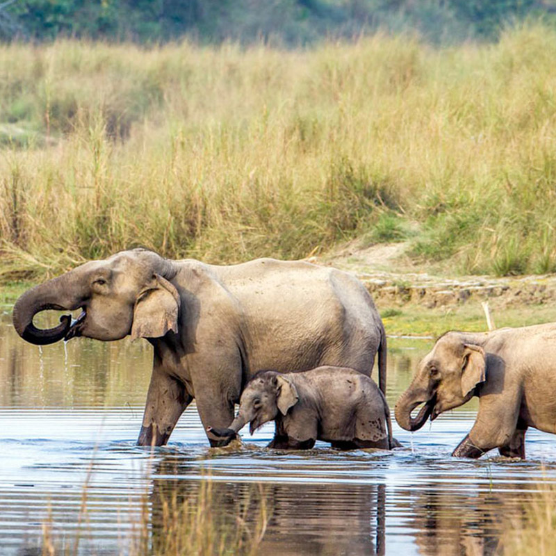 Island Jungle Resort