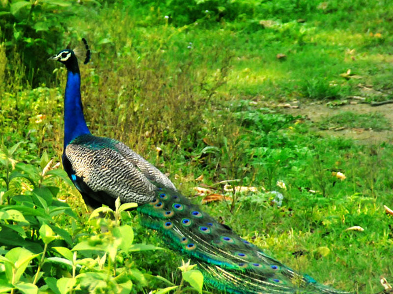 Island Jungle Resort