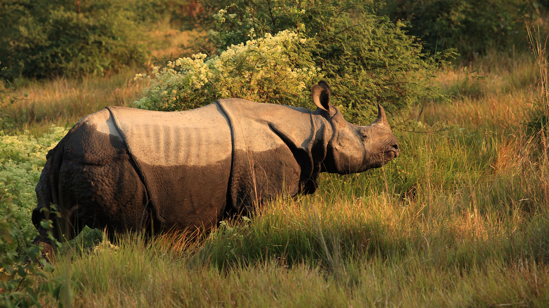 Island Jungle Resort