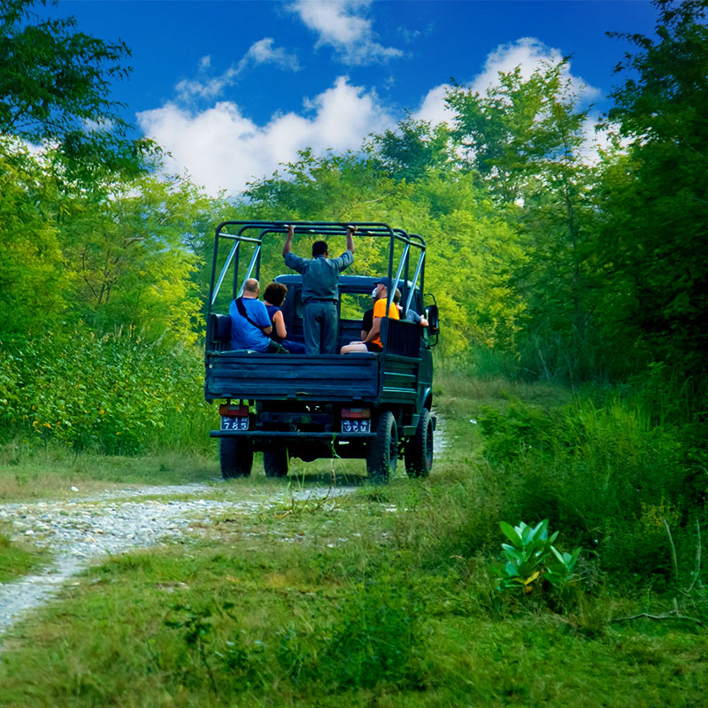 Island Jungle Resort